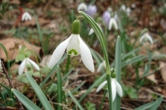 Spring - Click image for larger version  Name:	thumbs_001.jpg Views:	1 Size:	34,5 KB ID:	3673353