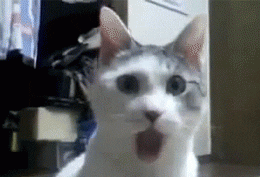 3DF5F387-4177-4184-89B8-0E1F512FBE9B.gif