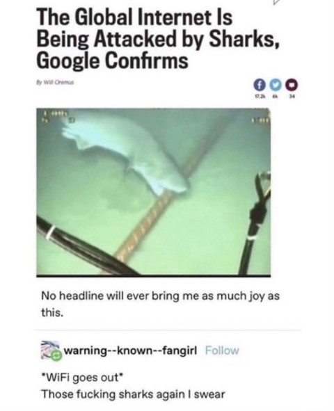 shark (Klein).jpg