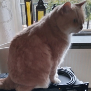 Poes.jpg