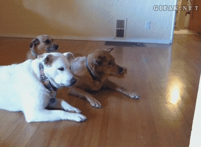 02-funny-gif-223-dog-rides-roomba.gif