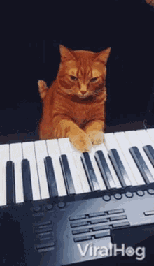 cat-viralhog.gif