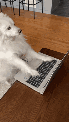 business-dog-typing-dog.gif