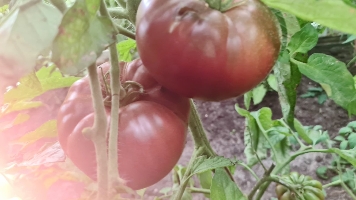 bruine tomaten.jpg