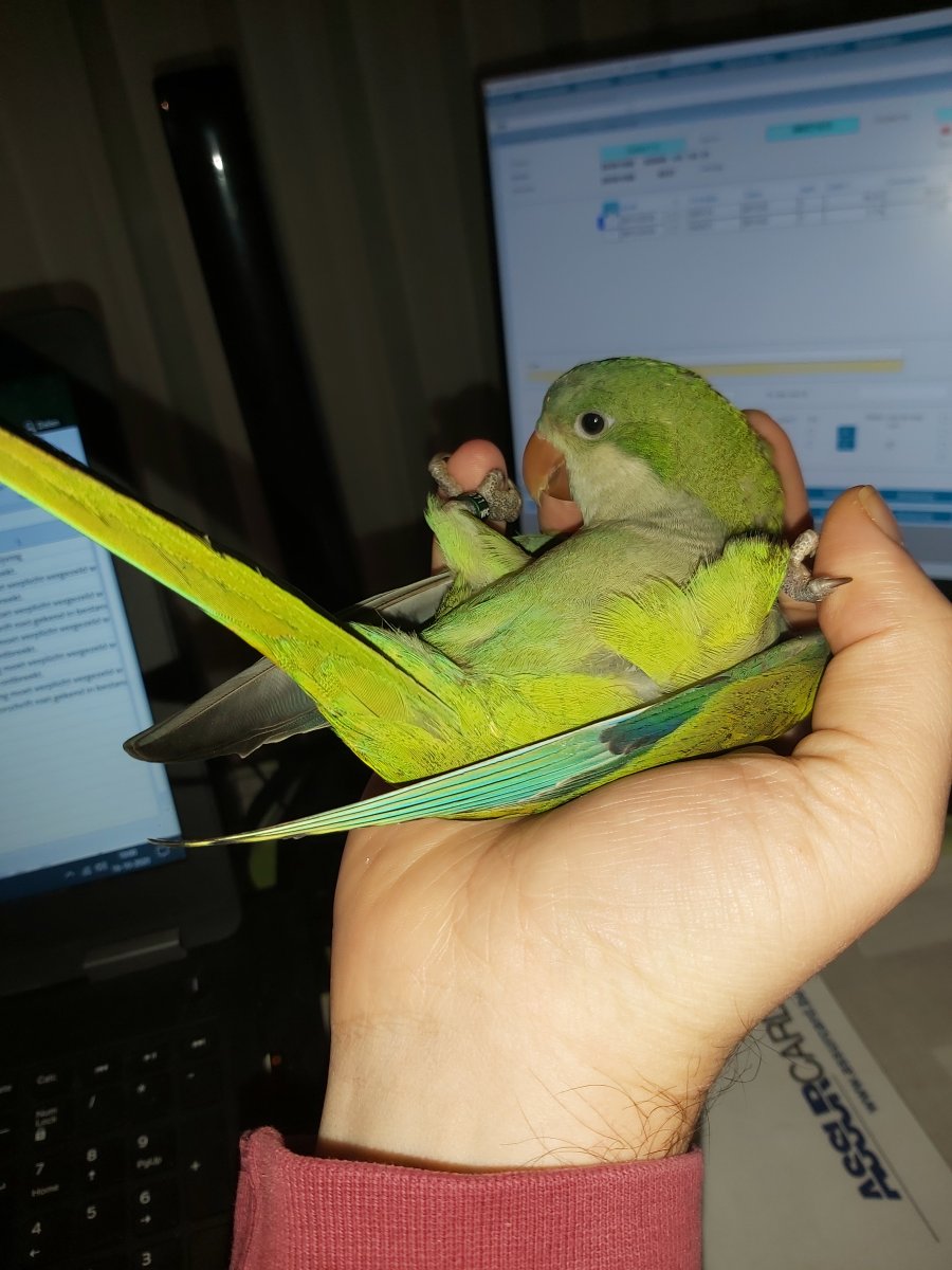 vogel.jpg