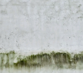 Forest on a foggy winter morning.png
