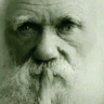 *Darwin*